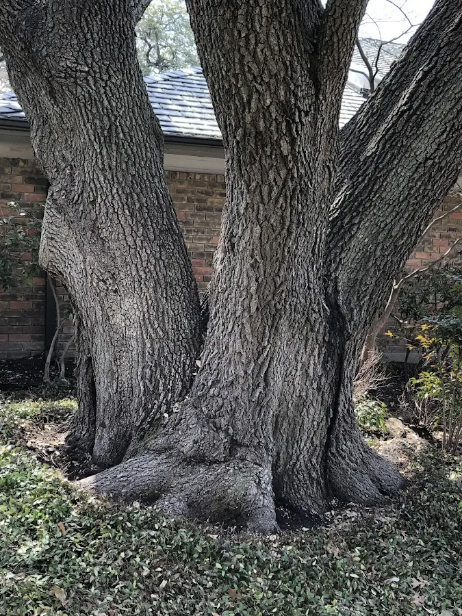 Mature heritage tree close to a Middlefield property cared for by certified arborists